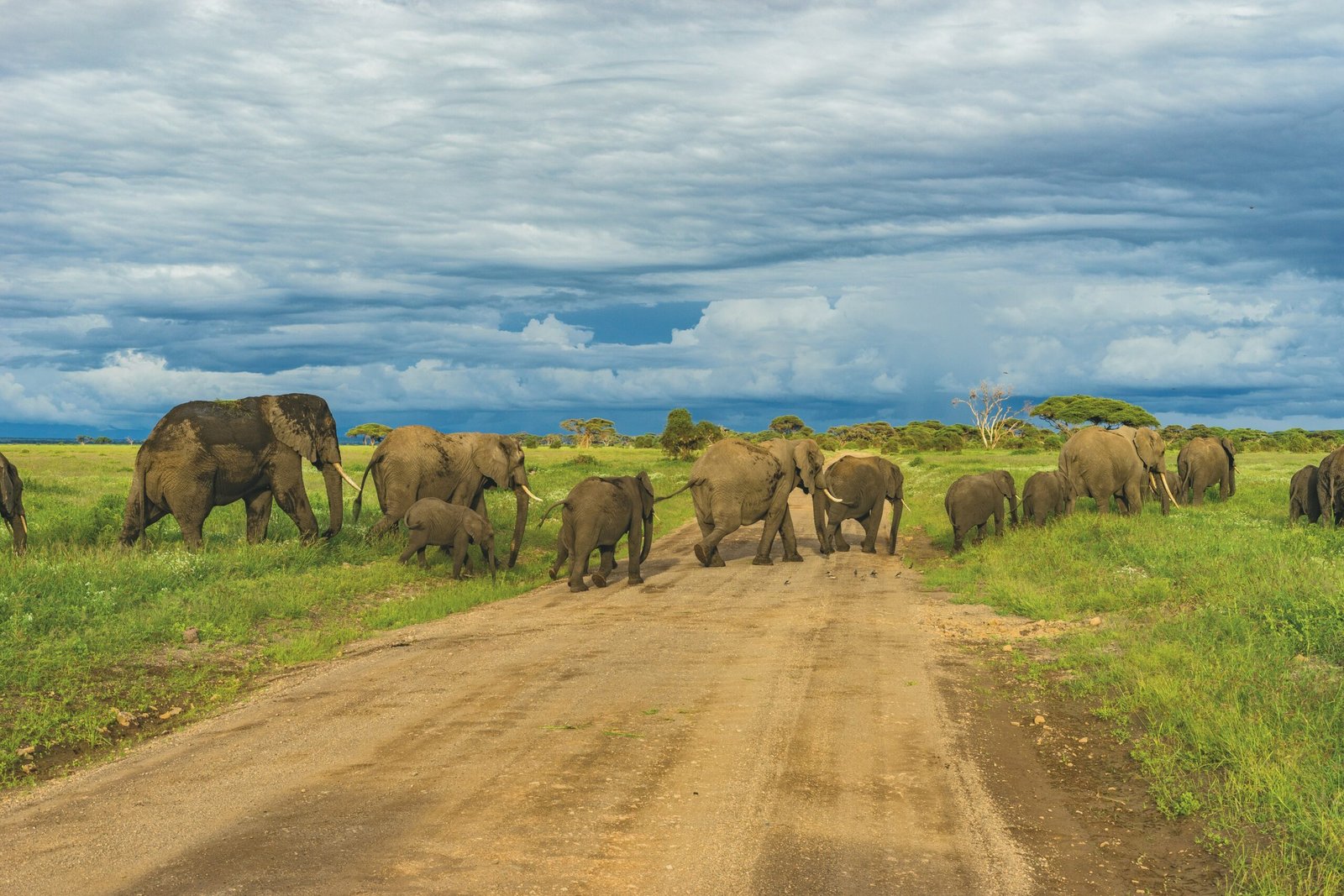 Exploring Tanzania: Wildlife Safaris and Popular Day Trips with Dugge Travels