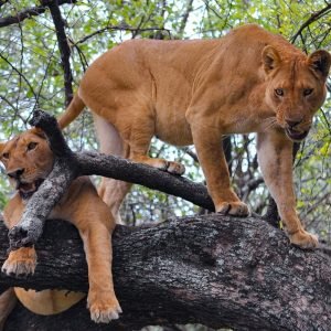 Lake Manyara National Park2