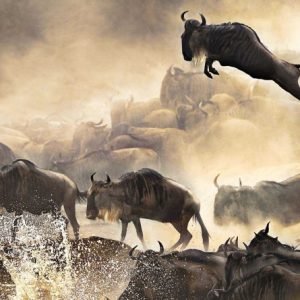 wildebeests-migration-safari-1024x445